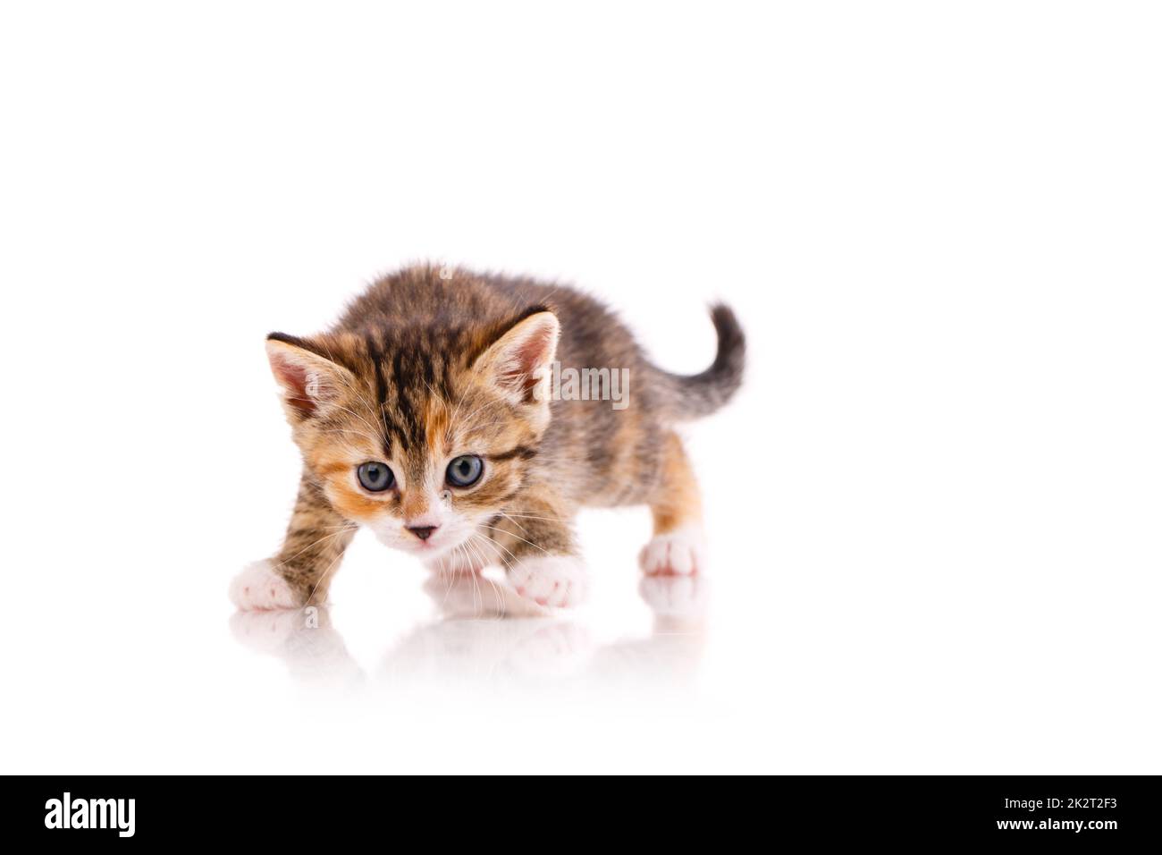 Kitten with blue eyes is playing and wants to attack the camera. Stock Photo