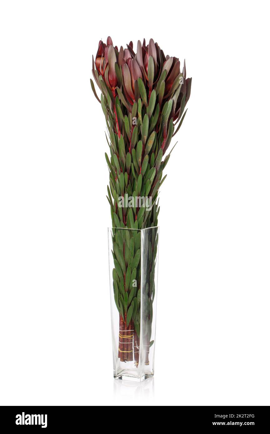 Green branches for a flower arrangement in a glass vase on a white