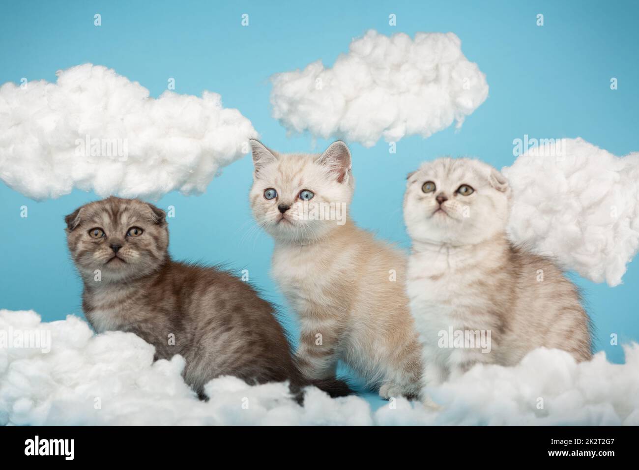 Three striped kittens of the Scottish breed sit on a blue background among the clouds. Stock Photo
