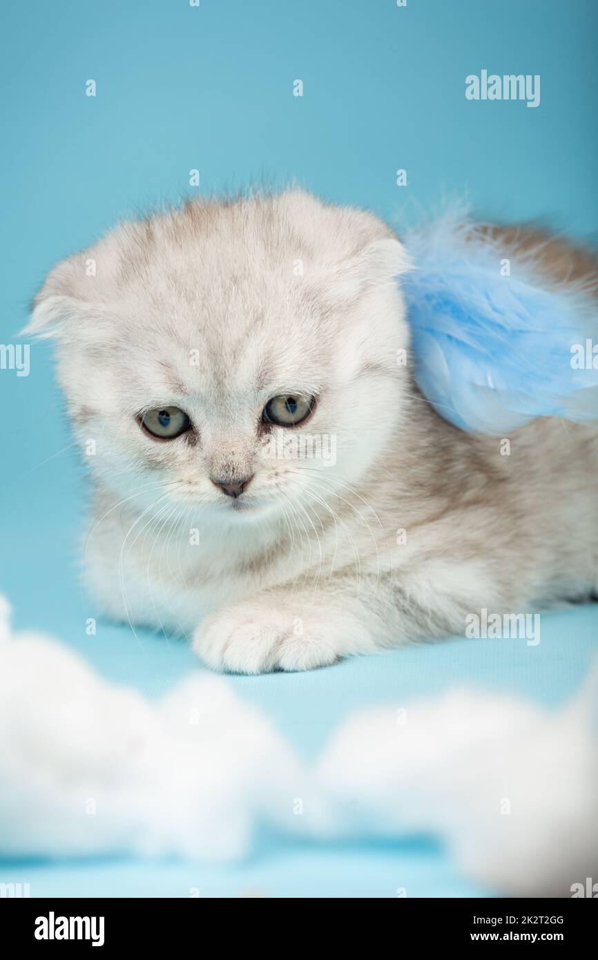 Snout of a tiny Scottish fold kitten which lies with an outstretched paw and blue angel wings. Stock Photo