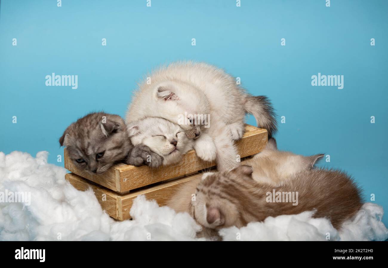Sleepy Scottish kittens funny went to sleep between white clouds on a blue background. Stock Photo