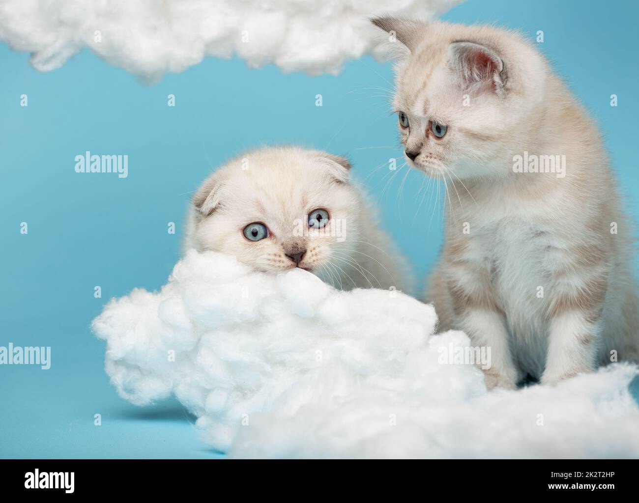 Small kitten watching as another kitten is about to gnaw a cotton cloud on a blue background. Stock Photo