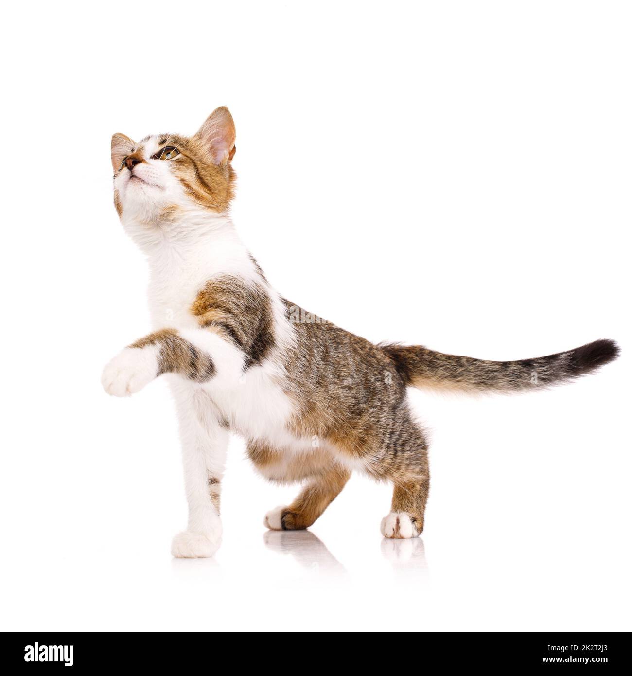 Cute domestic shorthair kitten stands on a white background with raised paw and looks up. Stock Photo