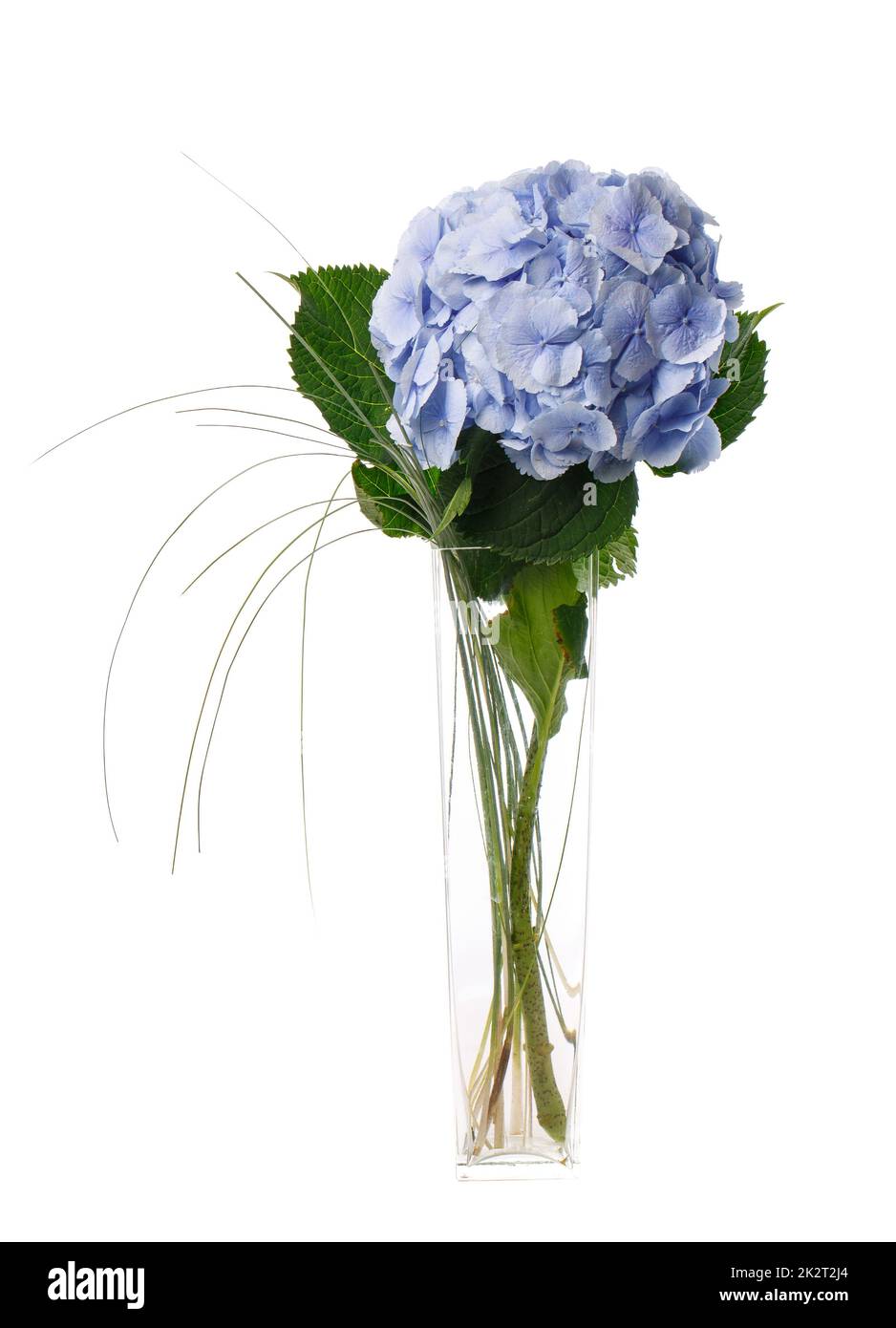 Blue hydrangea stands in a tall glass vase on a white background Stock