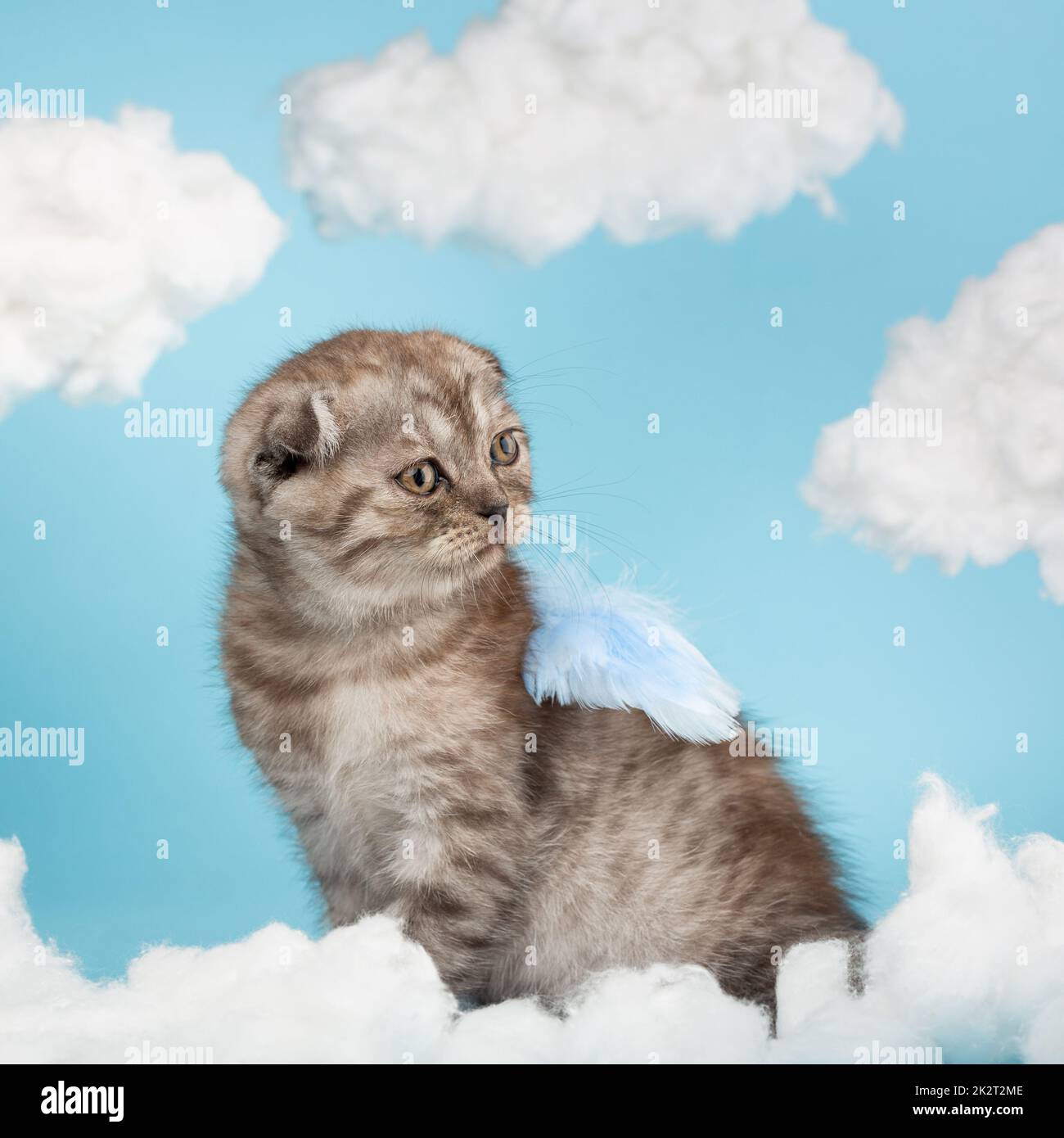 Scottish cat the form of an angel or cupid on a celestial background between the clouds. Stock Photo
