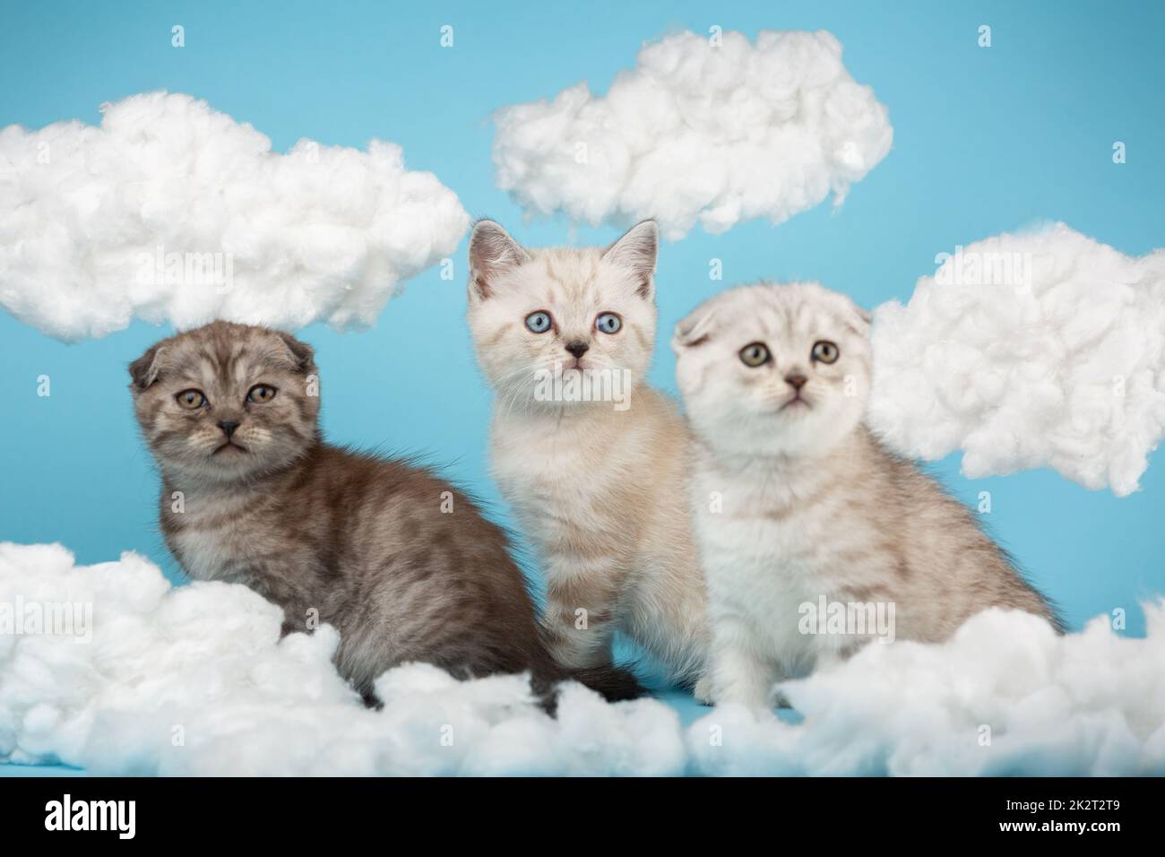 Scottish gray tabby kittens with different shades of fur and eyes on a blue background. Stock Photo