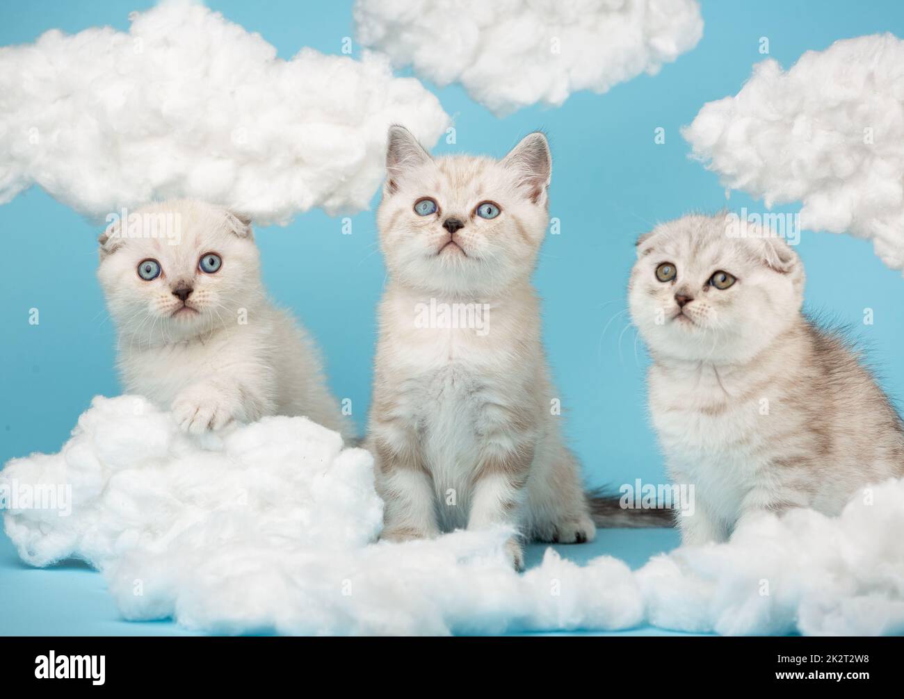 Portrait of three Scottish kittens with interest looking at cotton clouds on a blue background. Stock Photo