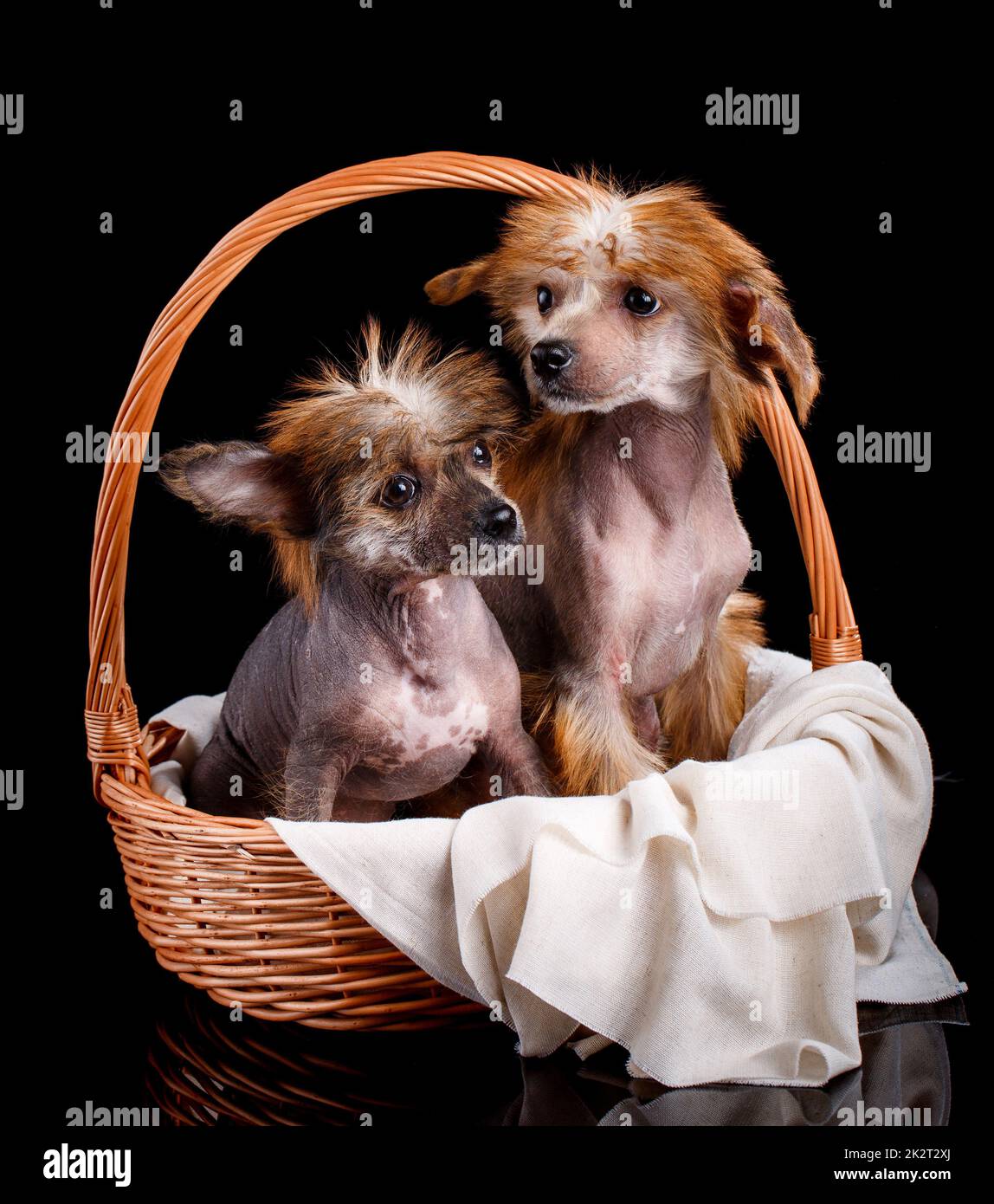 Portrait of two amazing Chinese Crested puppies sitting in a wicker basket on a black background. Stock Photo