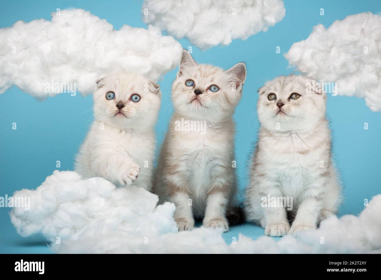 Fluffy Examples Super Fluffy White Kitten