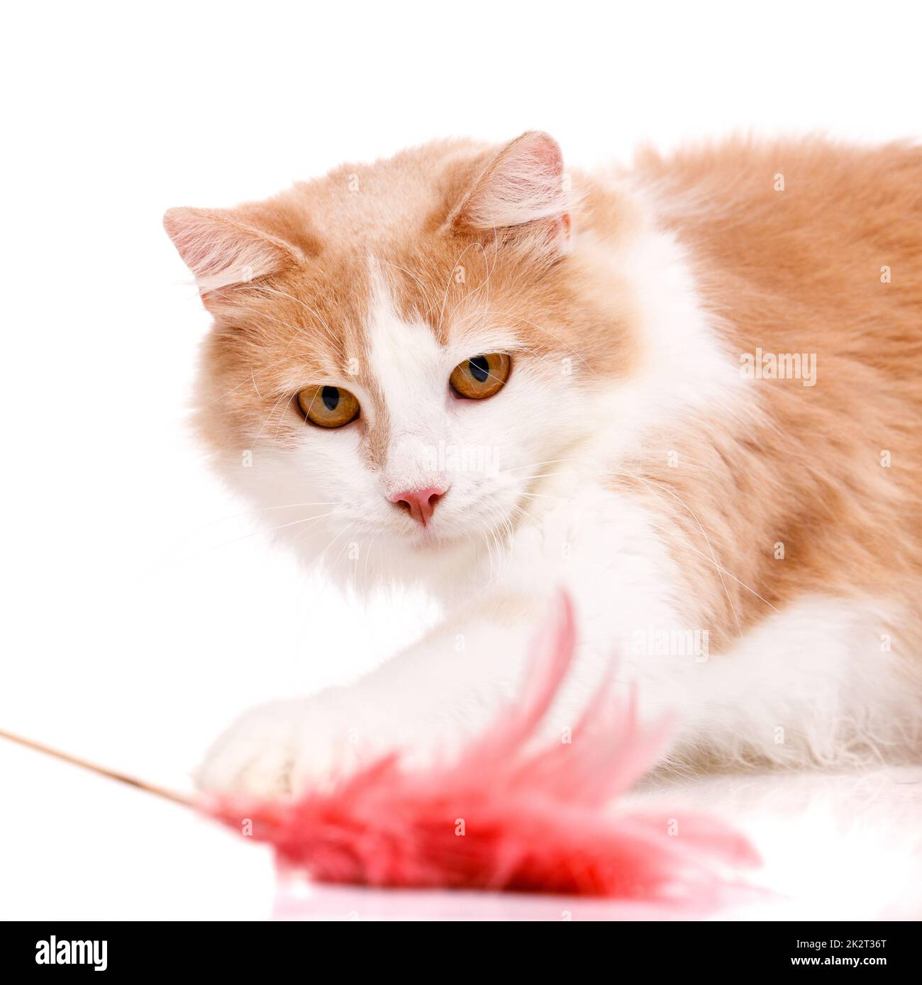 Close up of a muzzle of a focused pet who is staring intently at a toy in front of him. Isolated