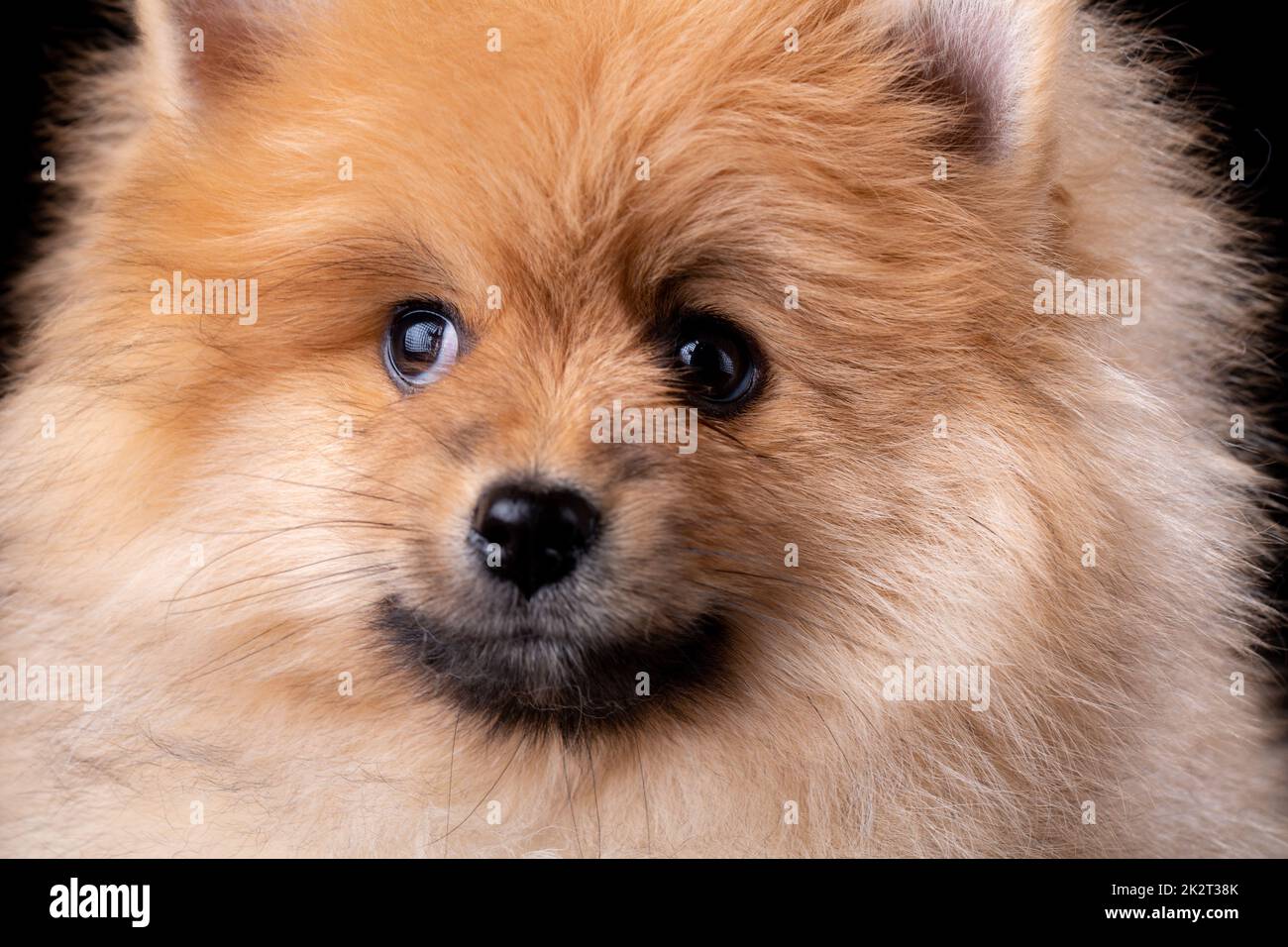 Close up of fluffy little Pomeranian Spitz looking to the side. Stock Photo