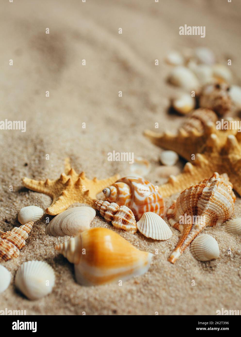 Sea shell and starfish on send close up. Macro photo. Stock Photo