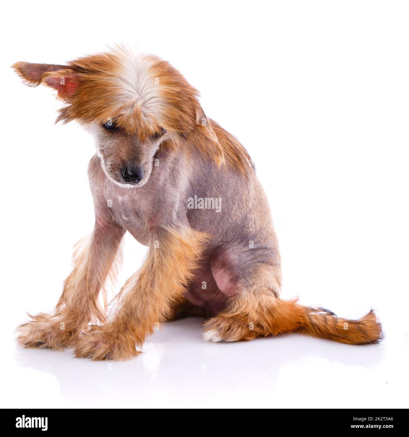 Chinese Crested Dog sitting in front of white background. Stock Photo