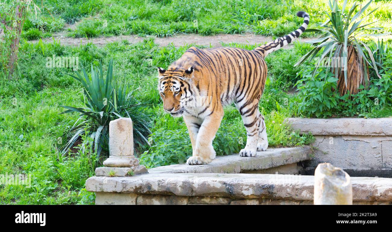 Tiger in a wildlife zoo - one of the biggest carnivore in nature. Stock Photo