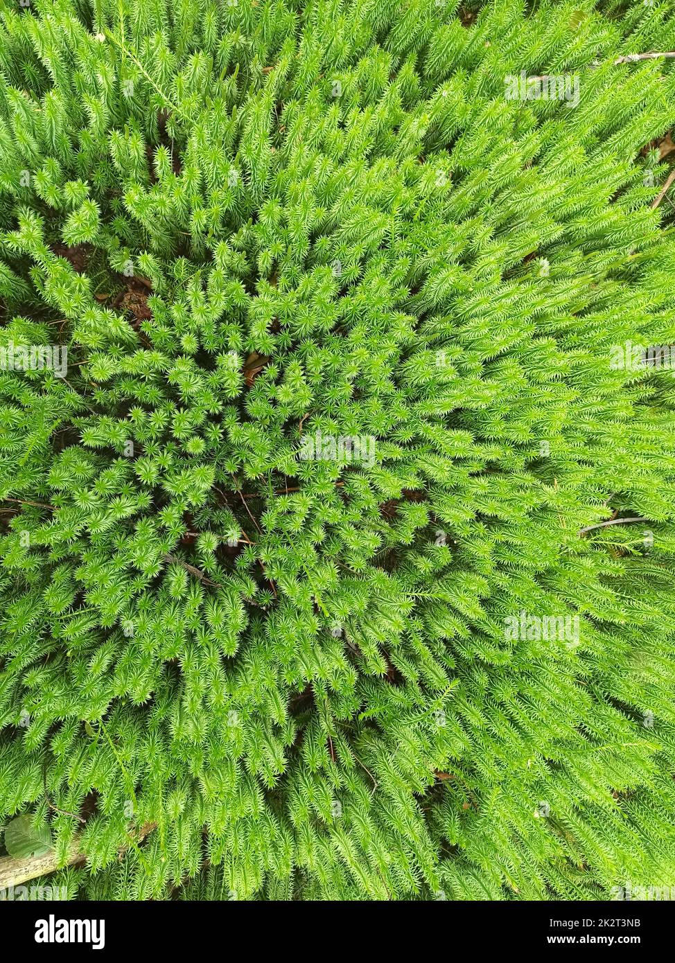 brushwood of Hypnum cupressiforme in the forest Stock Photo
