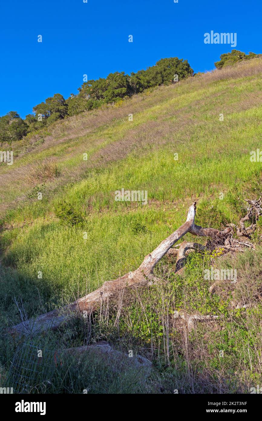 Steep Coastal Hills in Spring Vegetation Stock Photo