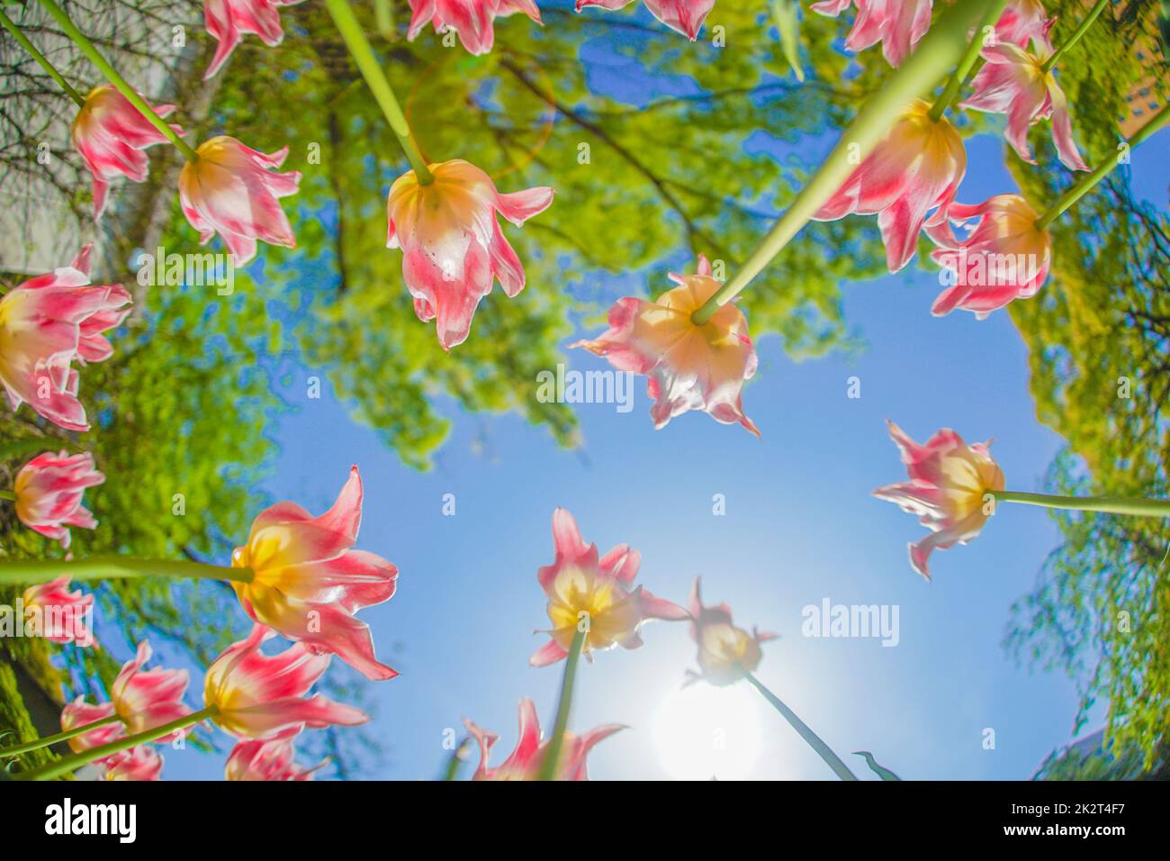 Pink tulips and sunny sky Stock Photo - Alamy