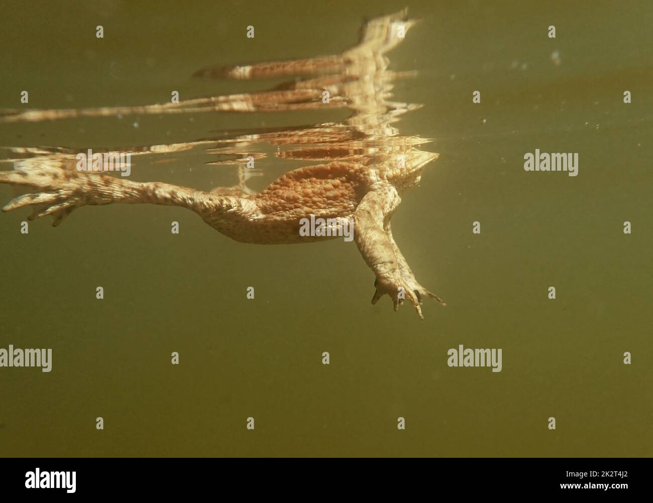 Underwater shot of toads swimming on the surface of a lake Stock Photo