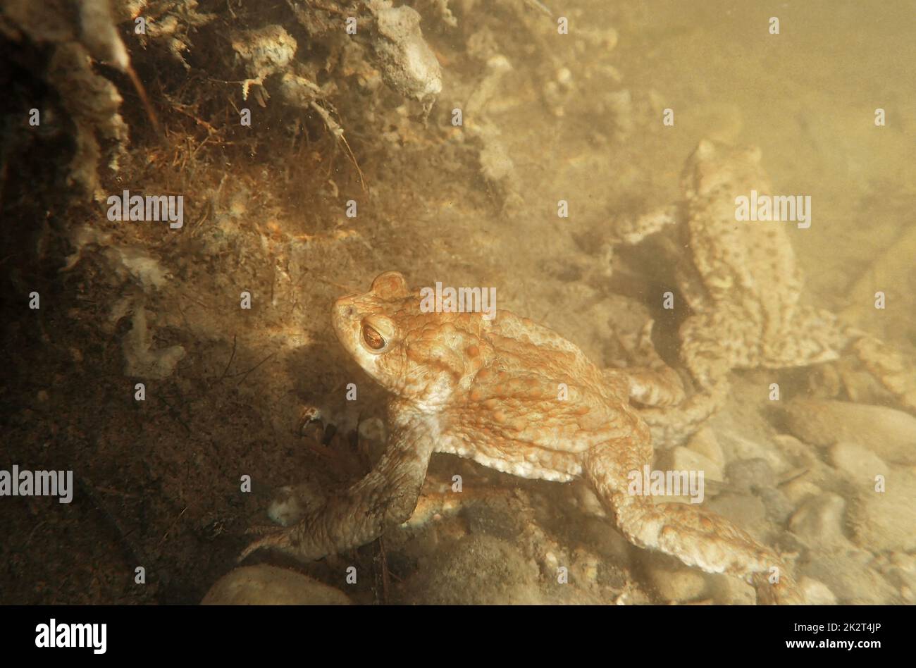 Underwater photo of two toads in a bog lake in Bavaria Stock Photo