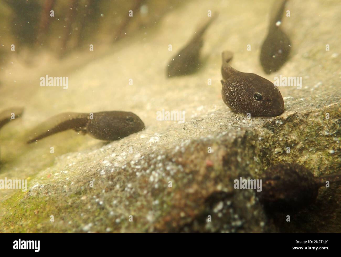 Underwater photo of frog tadpoles in a lake Stock Photo