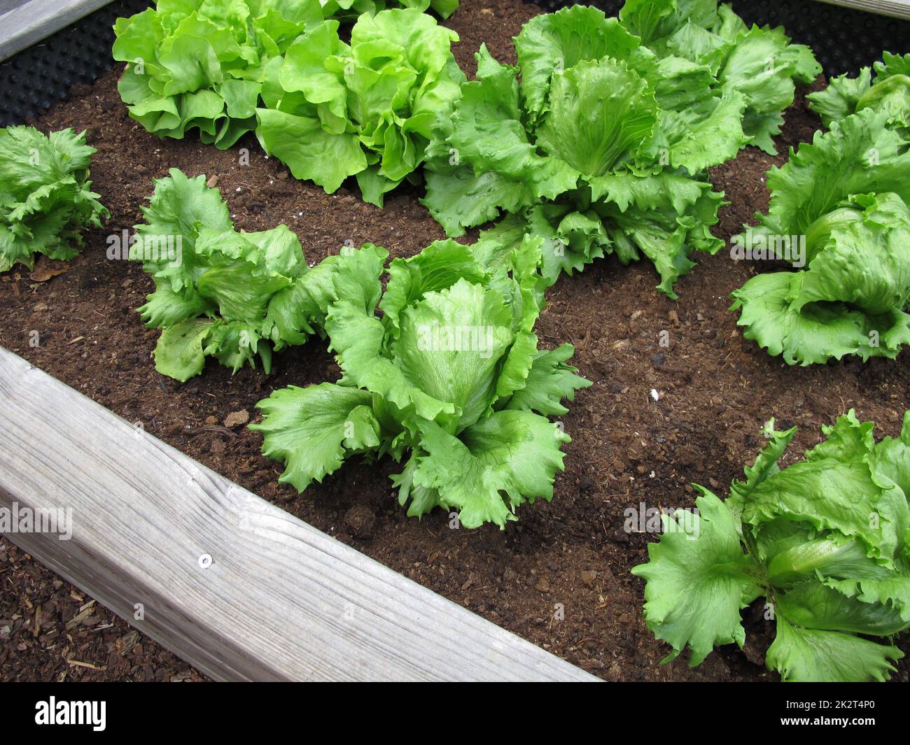 Homegrown Iceberg lettuce in a wooden raised garden Stock Photo