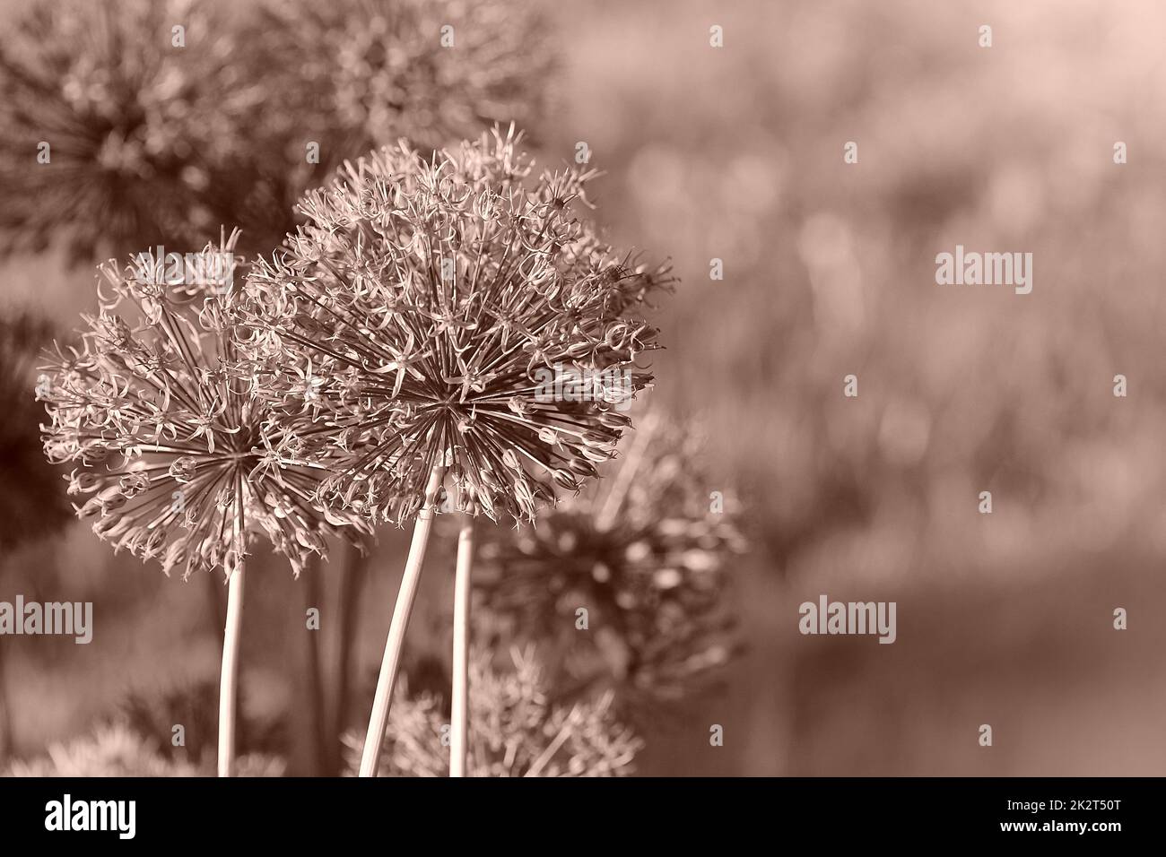 Beautiful spring pattern background with blue flower . Close up of Allium flower Stock Photo