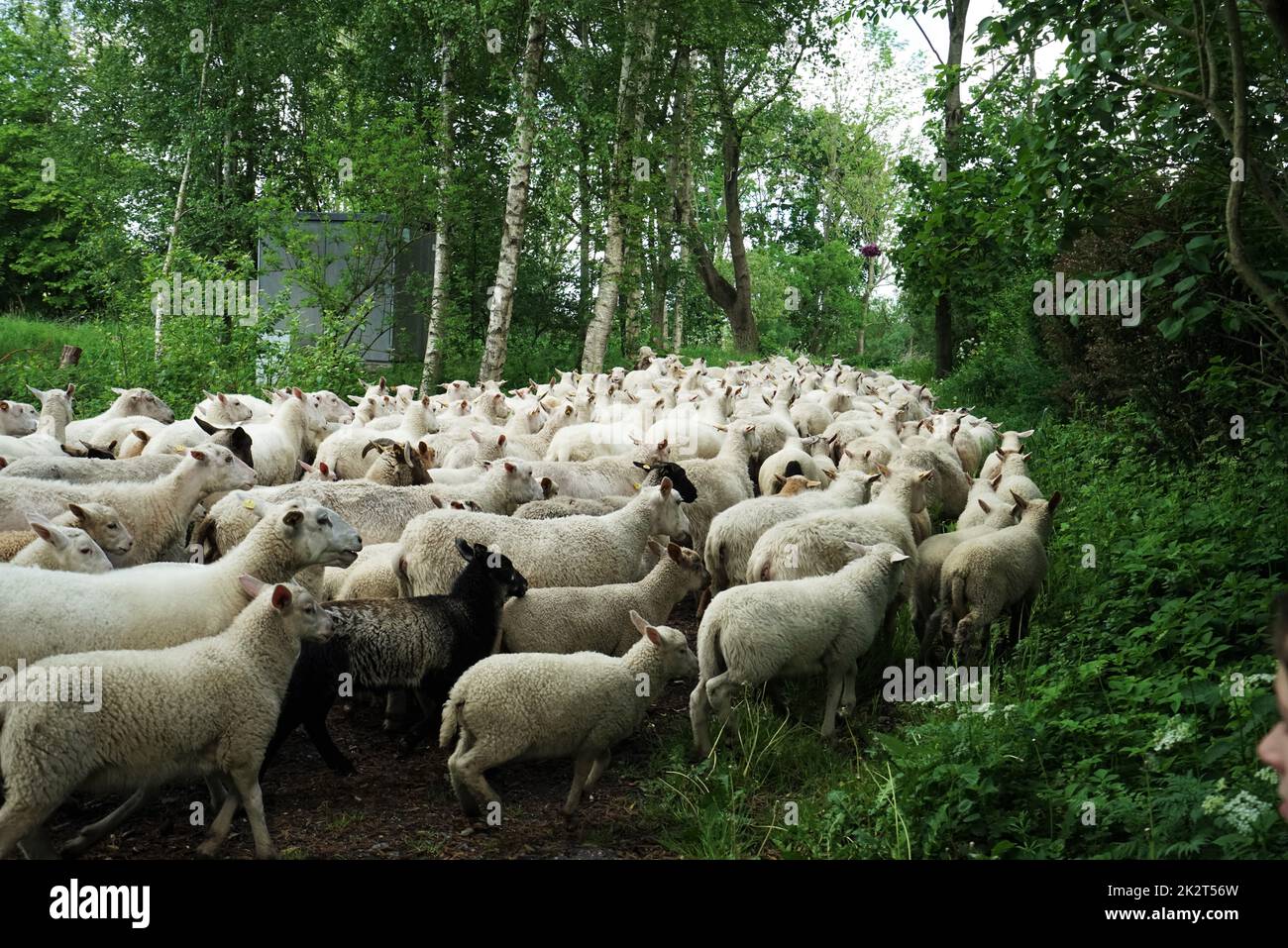 Large flock of sheep runs on the road in summer Stock Photo - Alamy