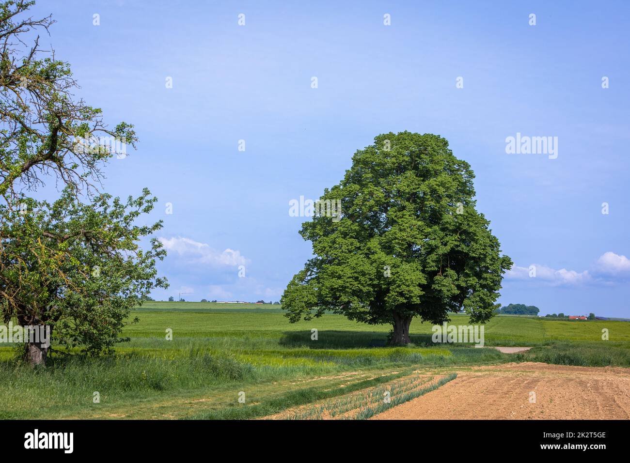 landscape with tall tree between fields Stock Photo