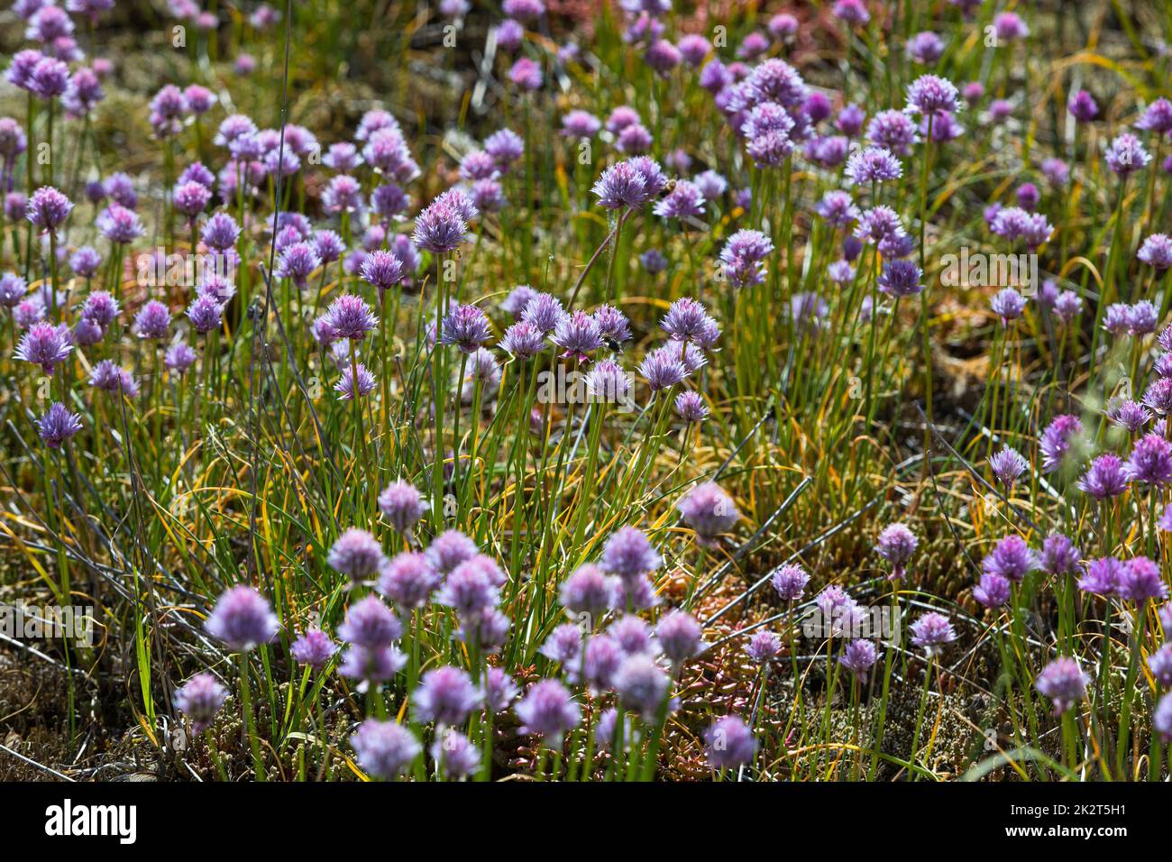 pink blossoms on a meadow Stock Photo