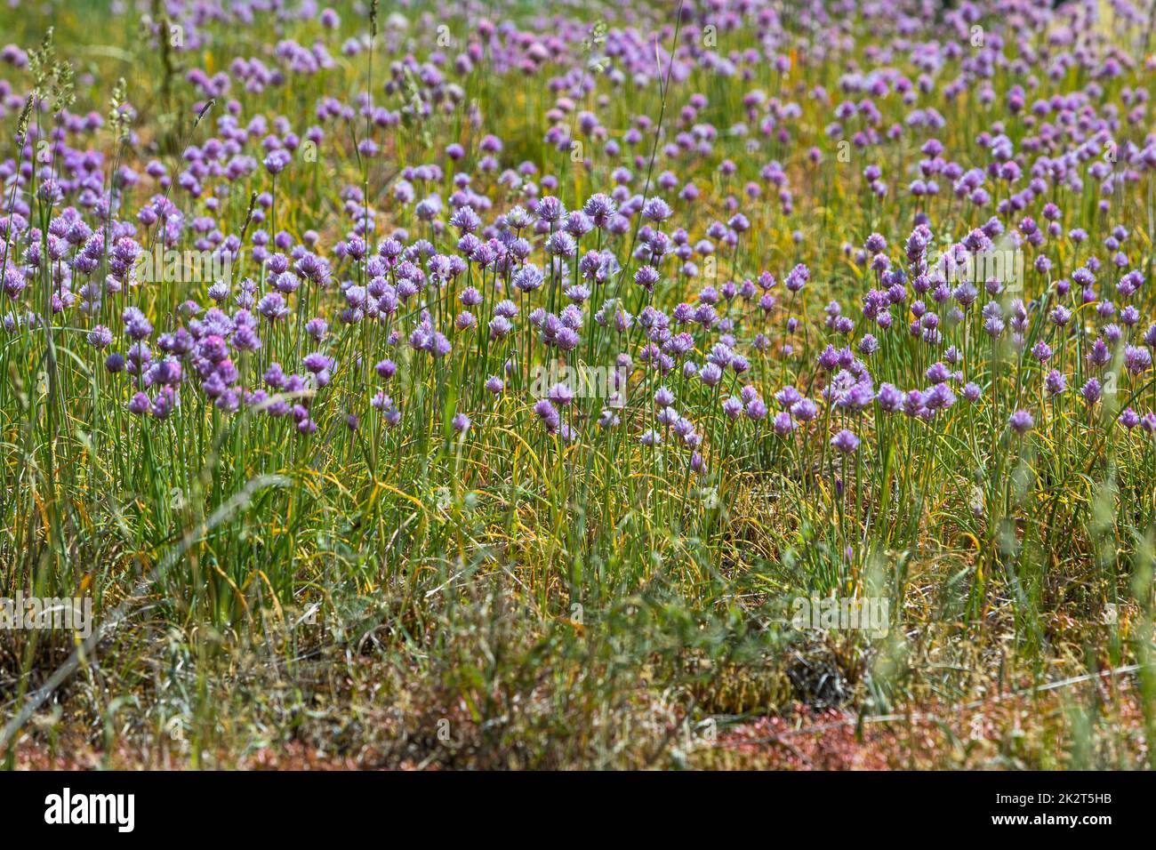 beautiful flower background with purple blossoms Stock Photo - Alamy