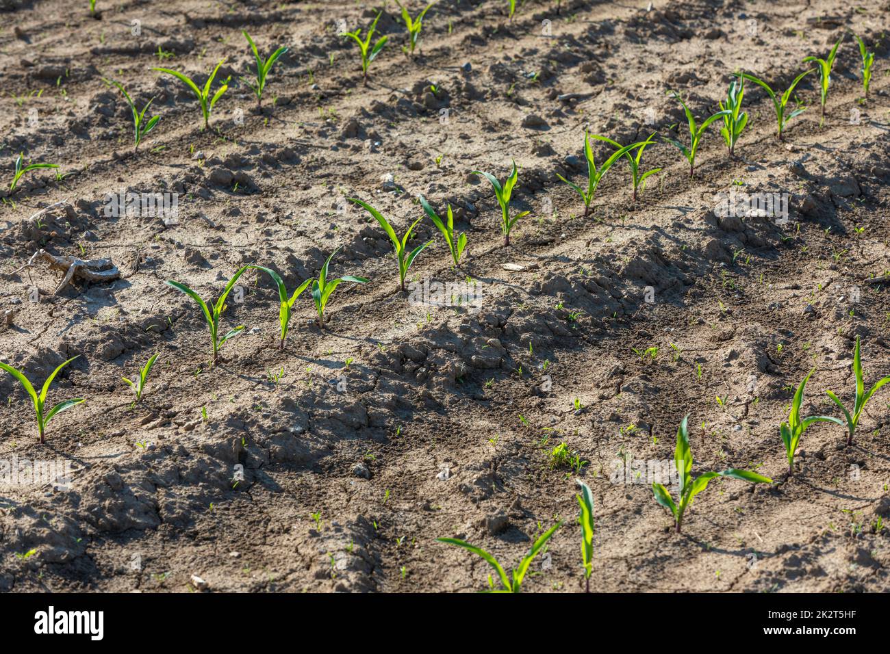 young corn grows on the field Stock Photo