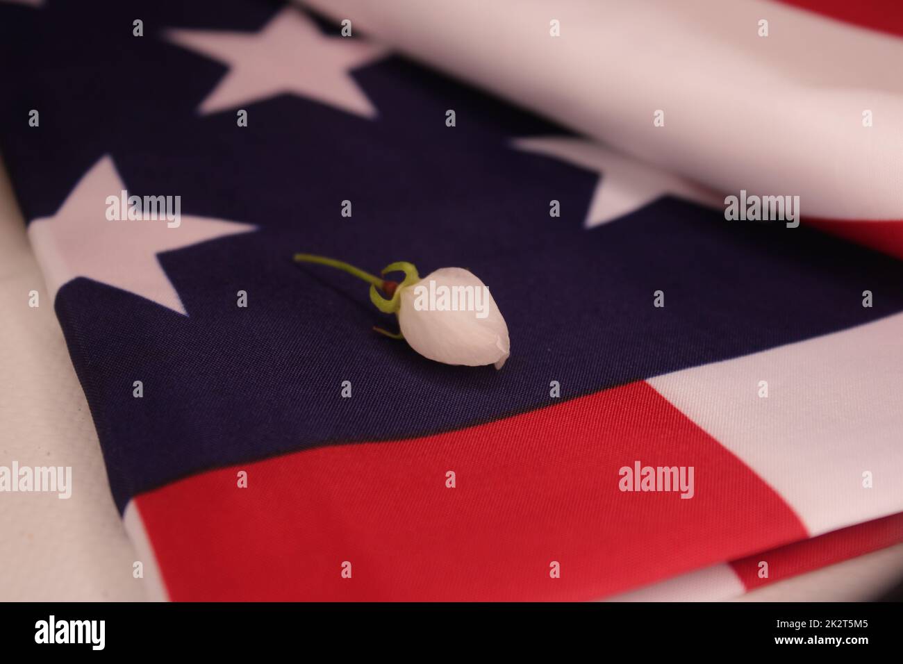 Apple blossom bud on a folded U.S. flag Stock Photo