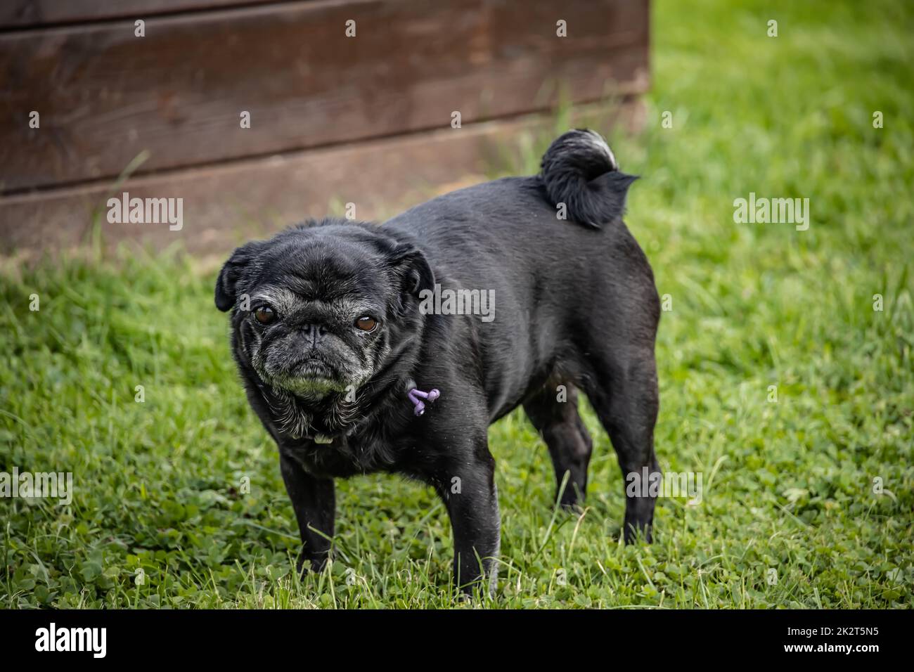 Black senior pug Stock Photo