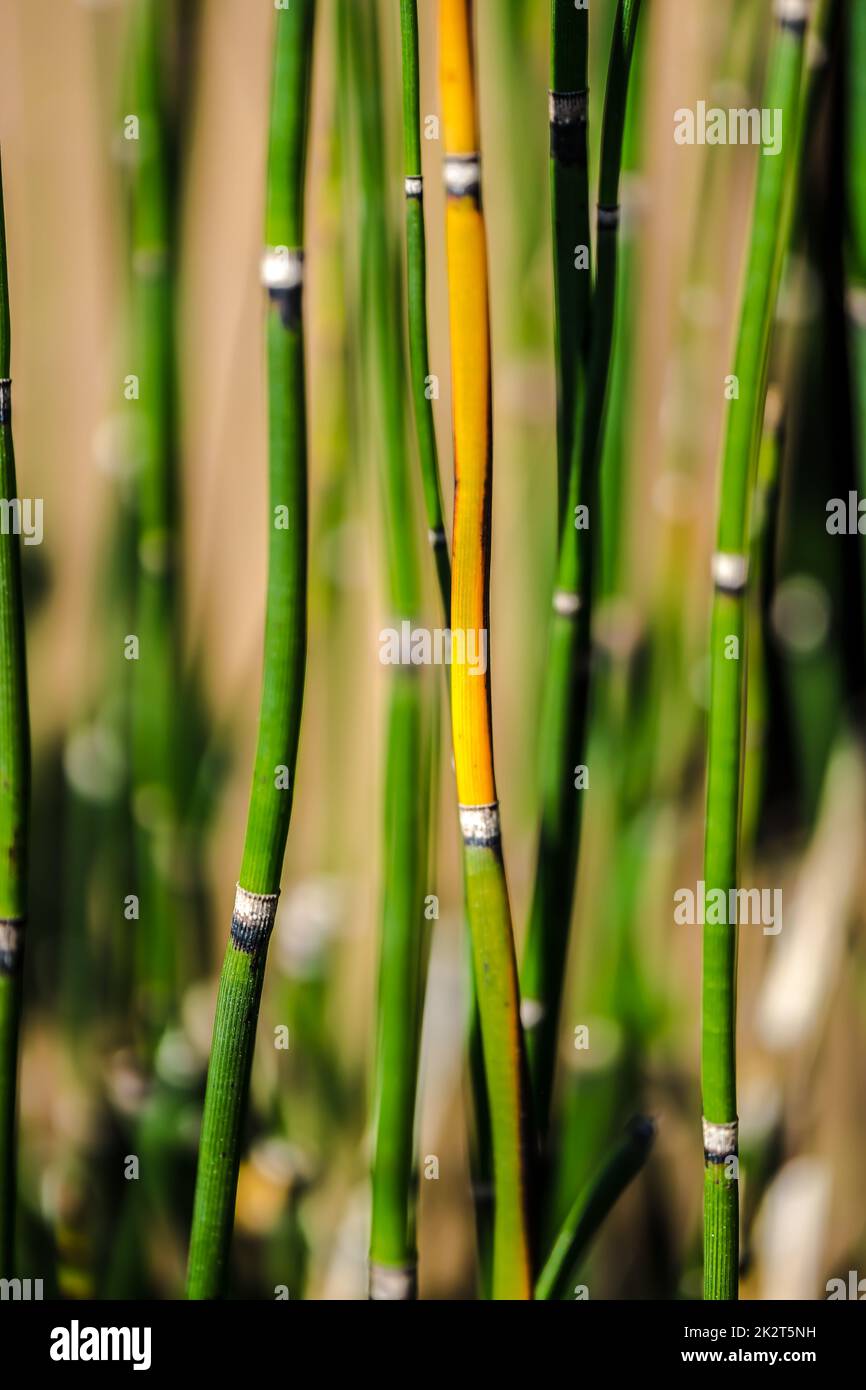 Abstract background with the image of green marsh plant sprouts - Horsetail wintering growing. Stock Photo