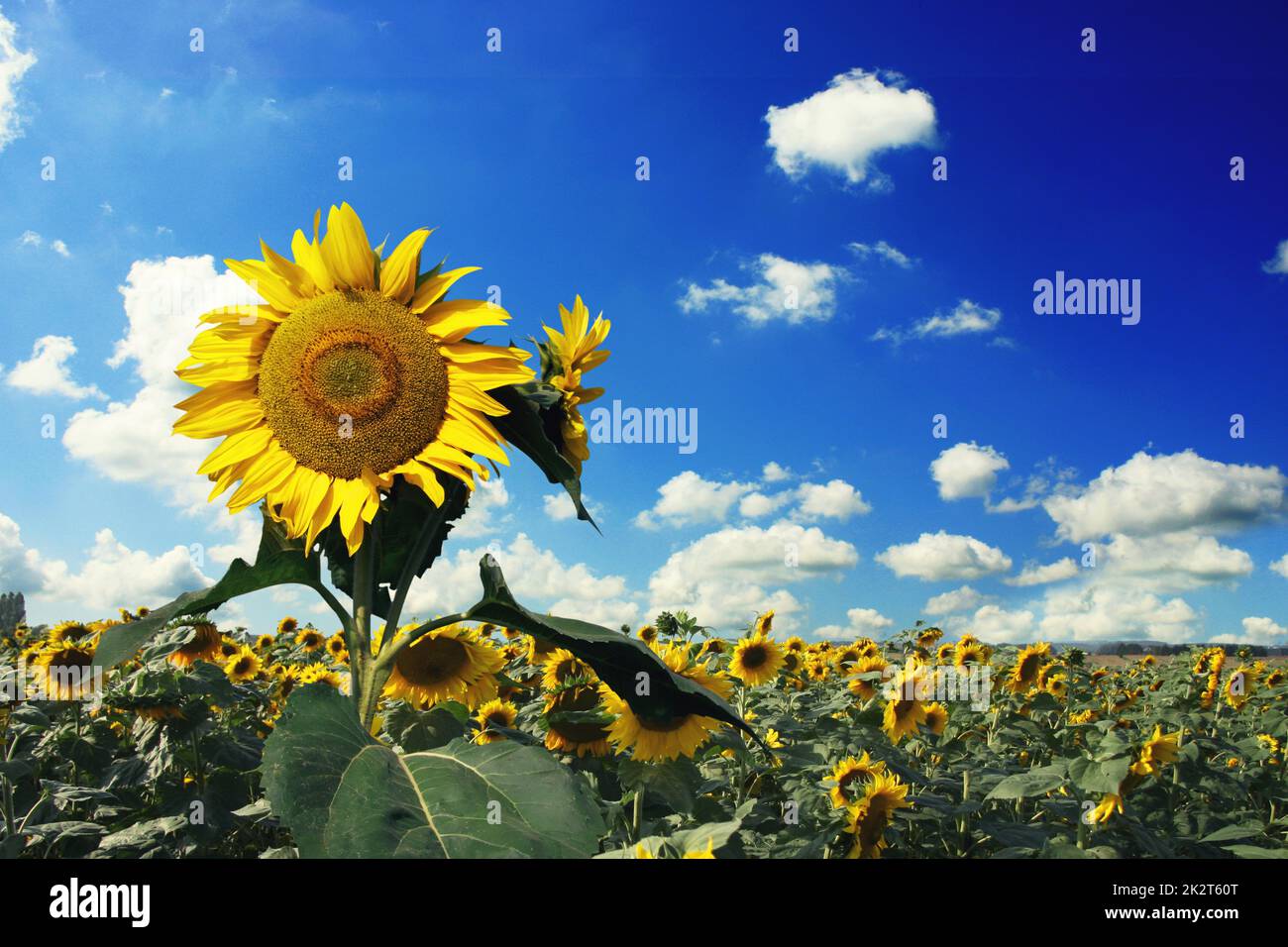 Field of blooming sunflowers on a background blue sky Stock Photo - Alamy