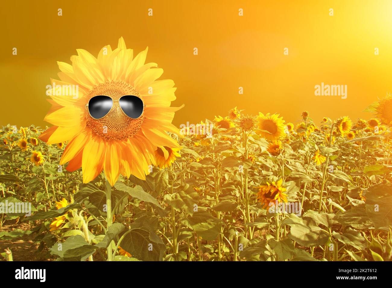 Funny sunflower with sunglasses on a sunset Stock Photo