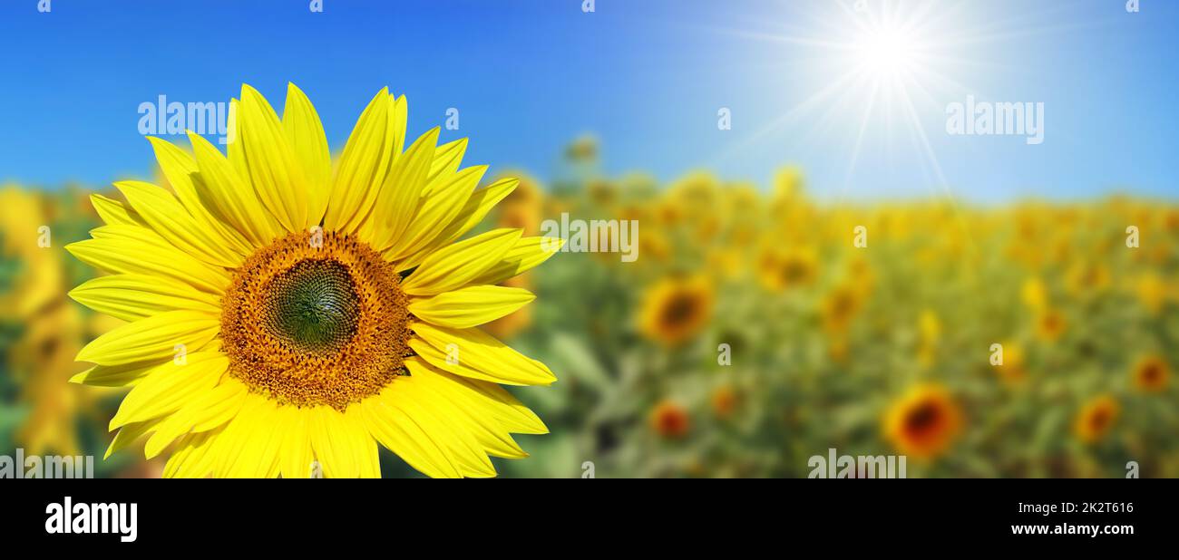 Field of blooming sunflowers on a background blue sky Stock Photo - Alamy