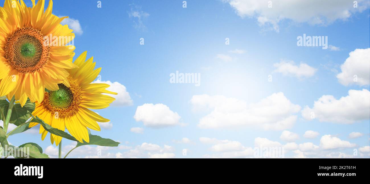 Field of blooming sunflowers on a background blue sky Stock Photo - Alamy