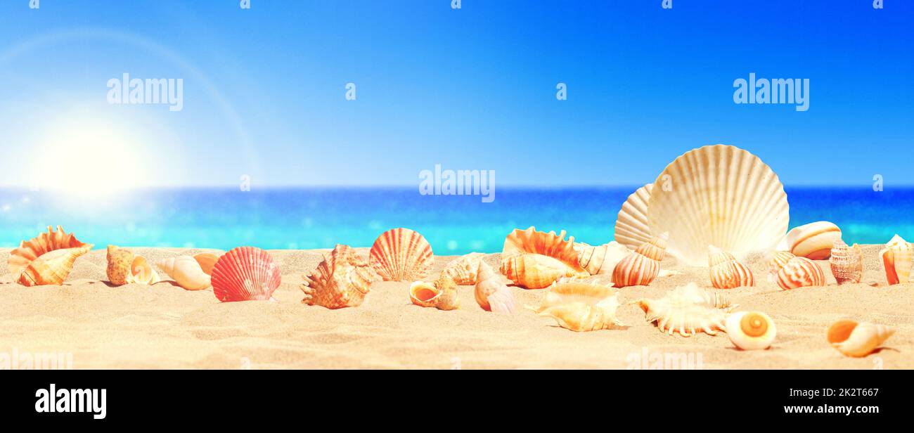 Landscape with seashells on tropical beach - summer holiday. Stock Photo