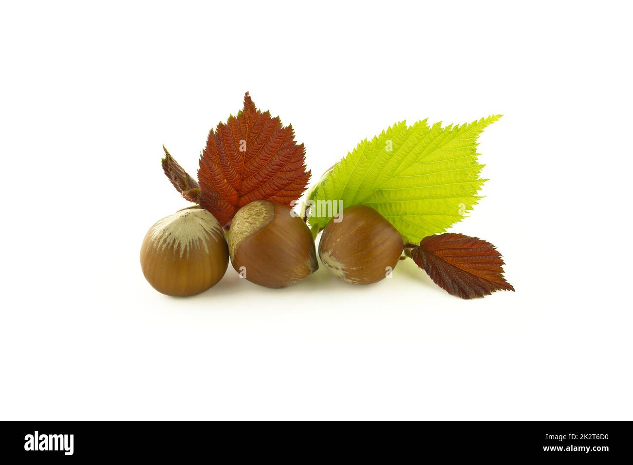 Hazelnuts and hazel leaves isolated on white Stock Photo