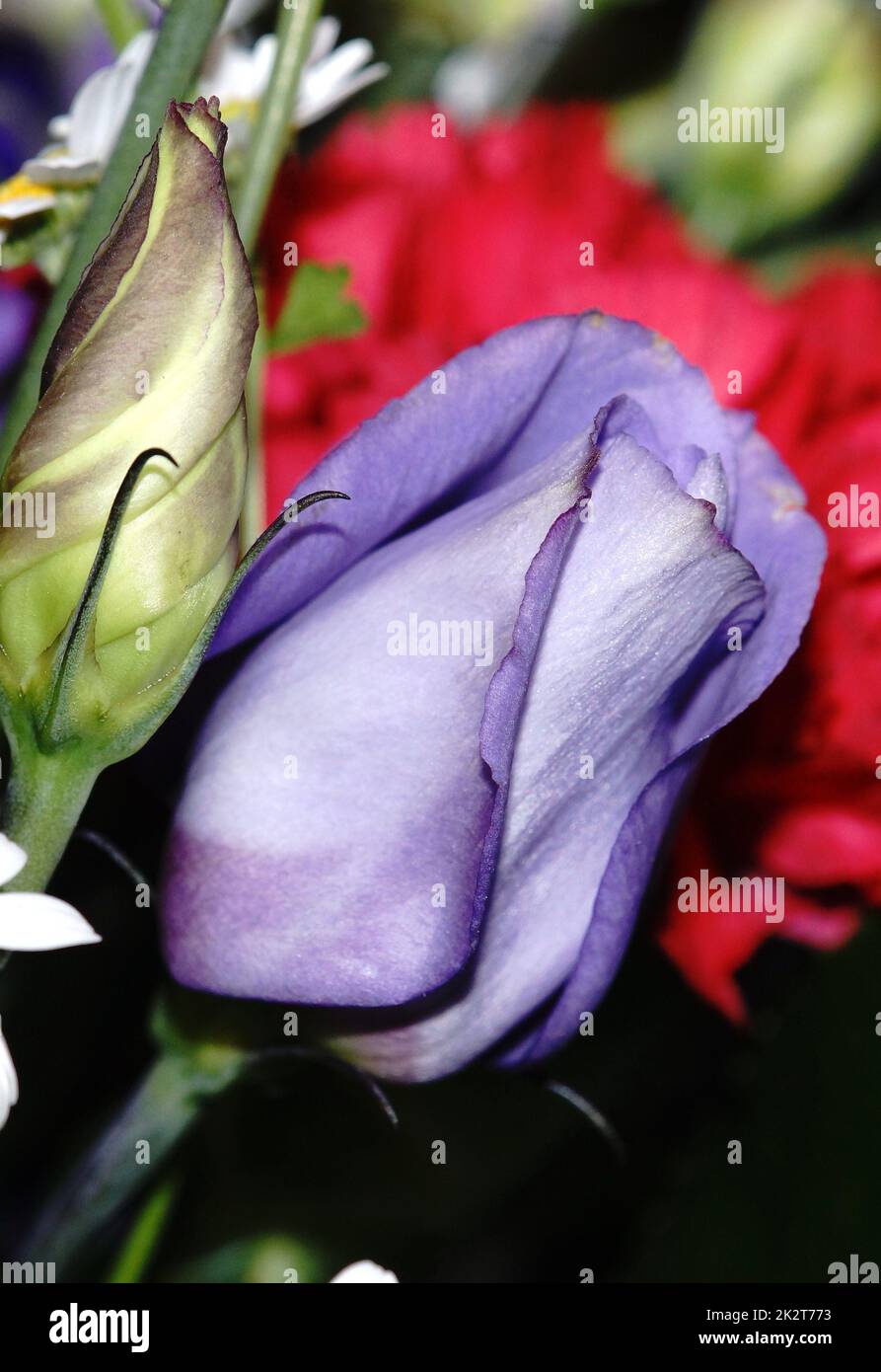 Very rare blue tulip in a bouquet Stock Photo Alamy