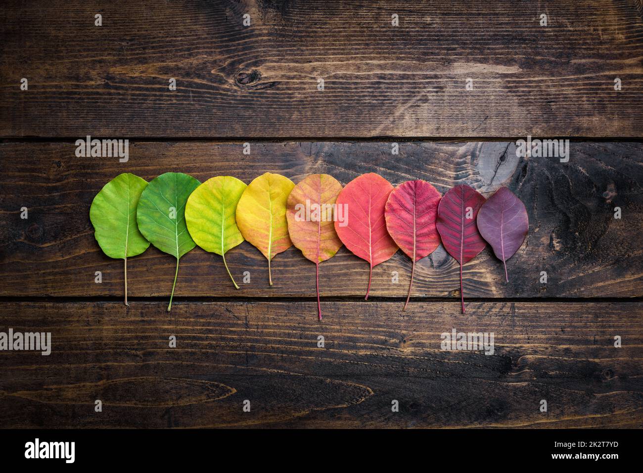 Selection of colorful autunm leaves Stock Photo