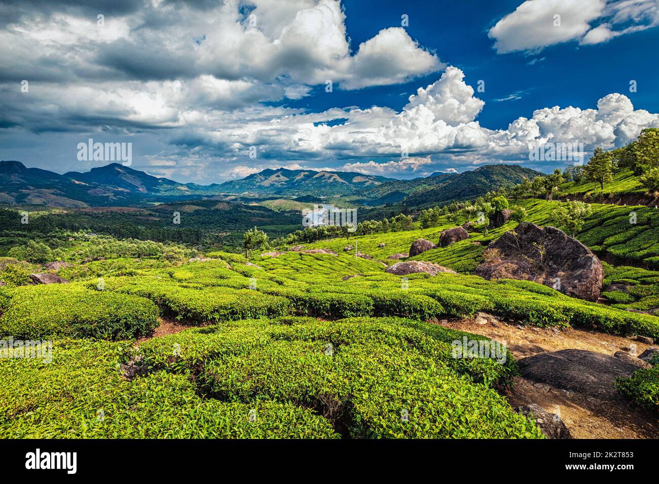 Tea plantations and river in hills, Kerala, India Stock Photo