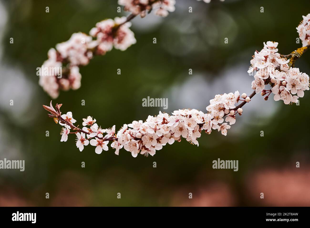 Branch of a cherry tree with cherry blossoms in spring Stock Photo Alamy