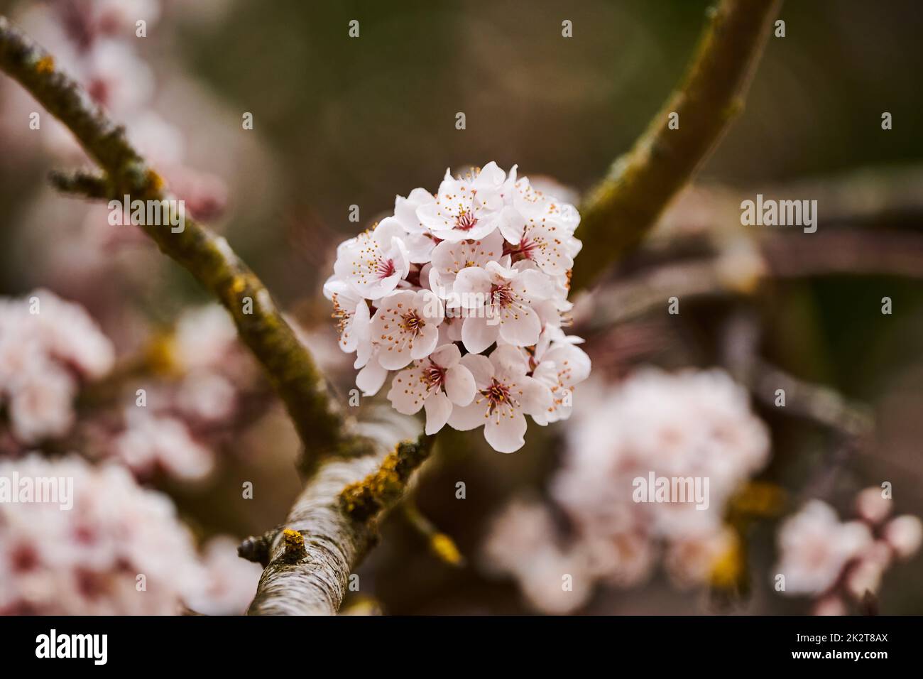 Cherry blossoms in spring hi-res stock photography and images - Alamy