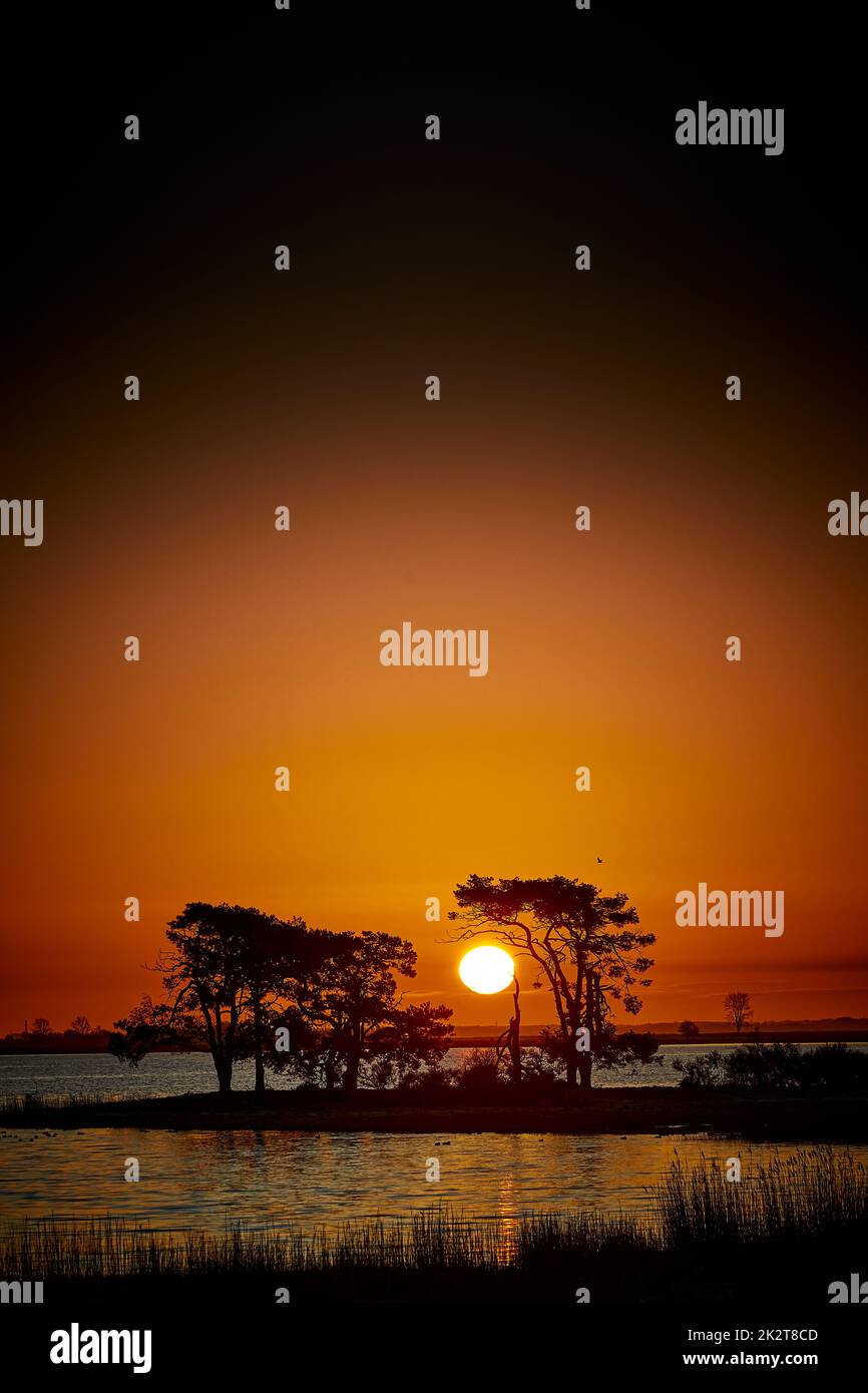 trees on al littel island while sun rises Stock Photo - Alamy