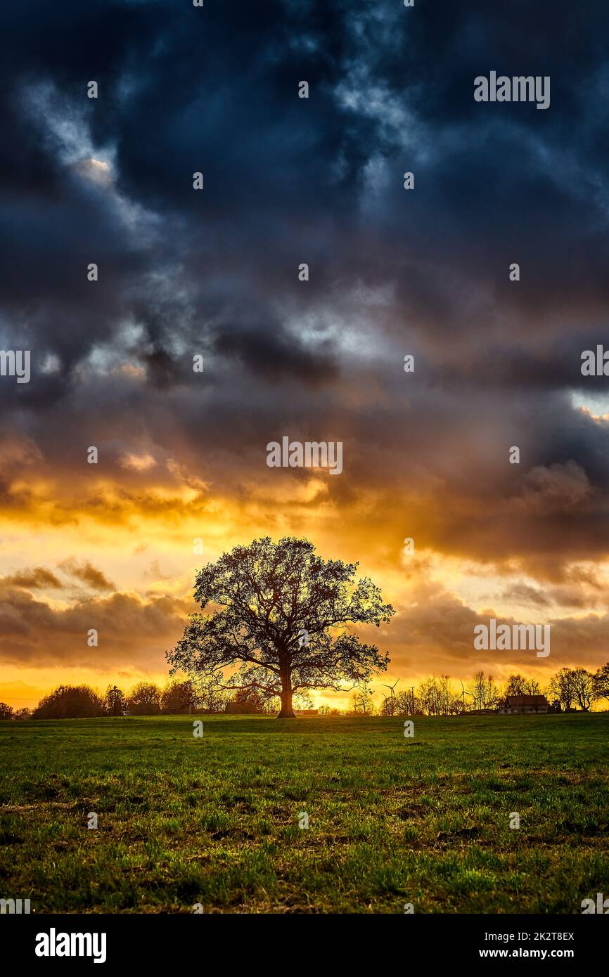 oak tree silhouette alone on meadow in sunset Stock Photo