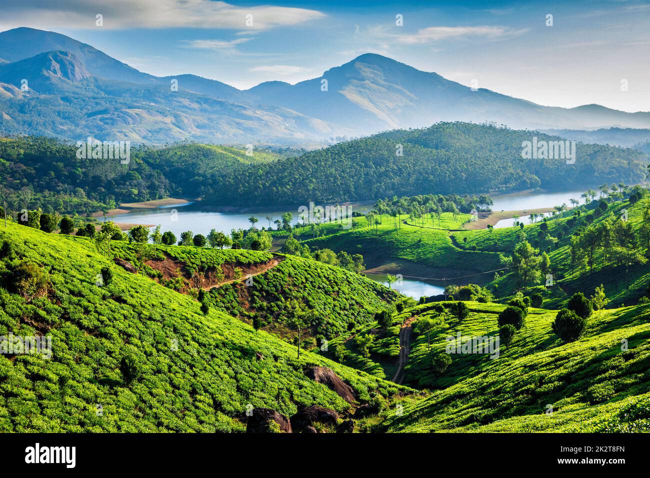 Tea plantations and river in hills. Kerala, India Stock Photo