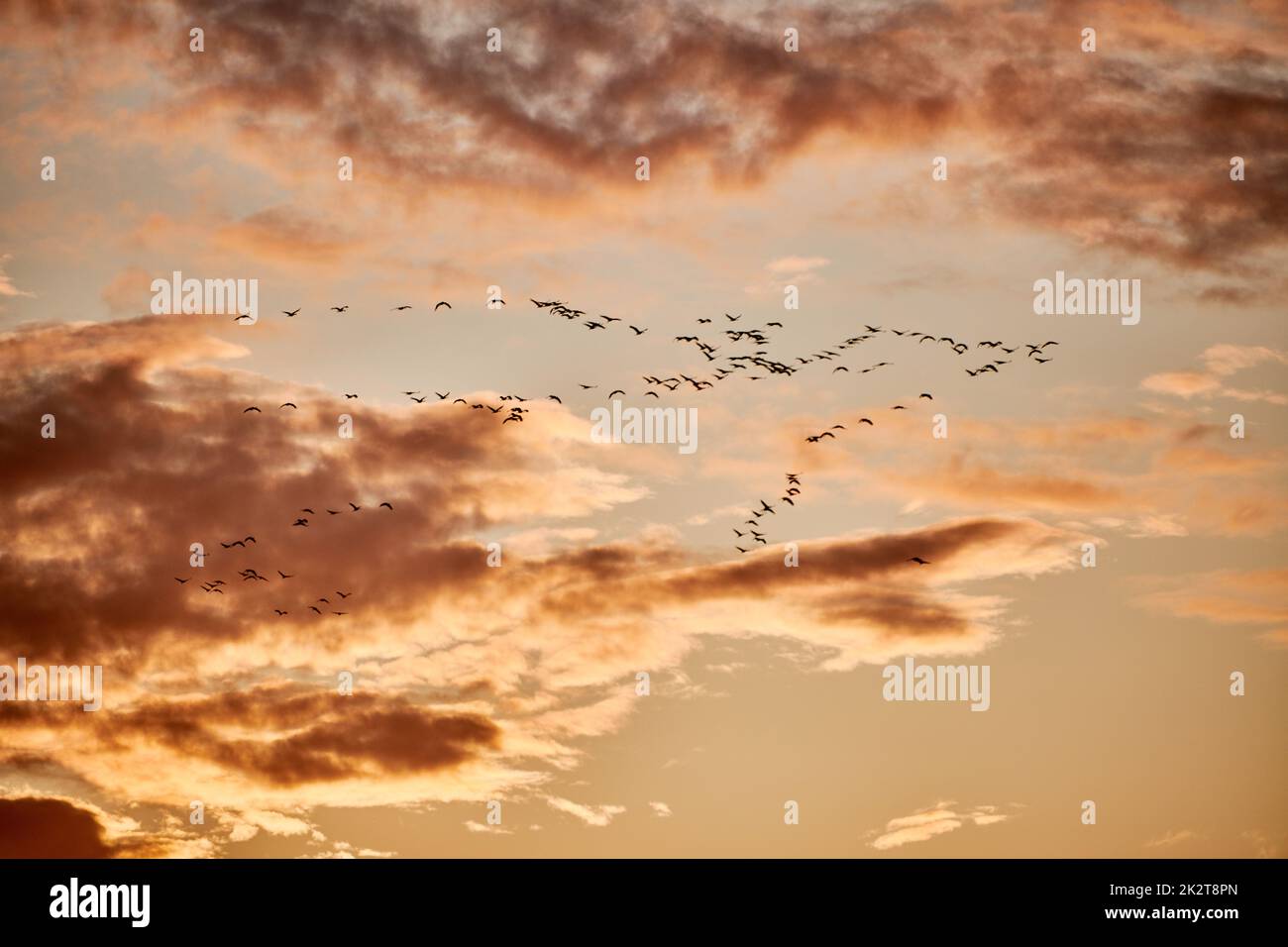 bird migration in autumn over baltic sea Stock Photo