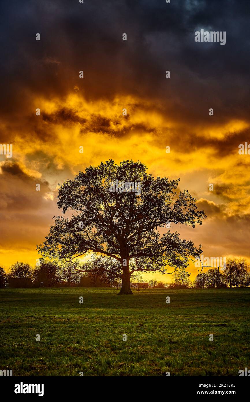 oak tree silhouette alone on meadow in sunset Stock Photo